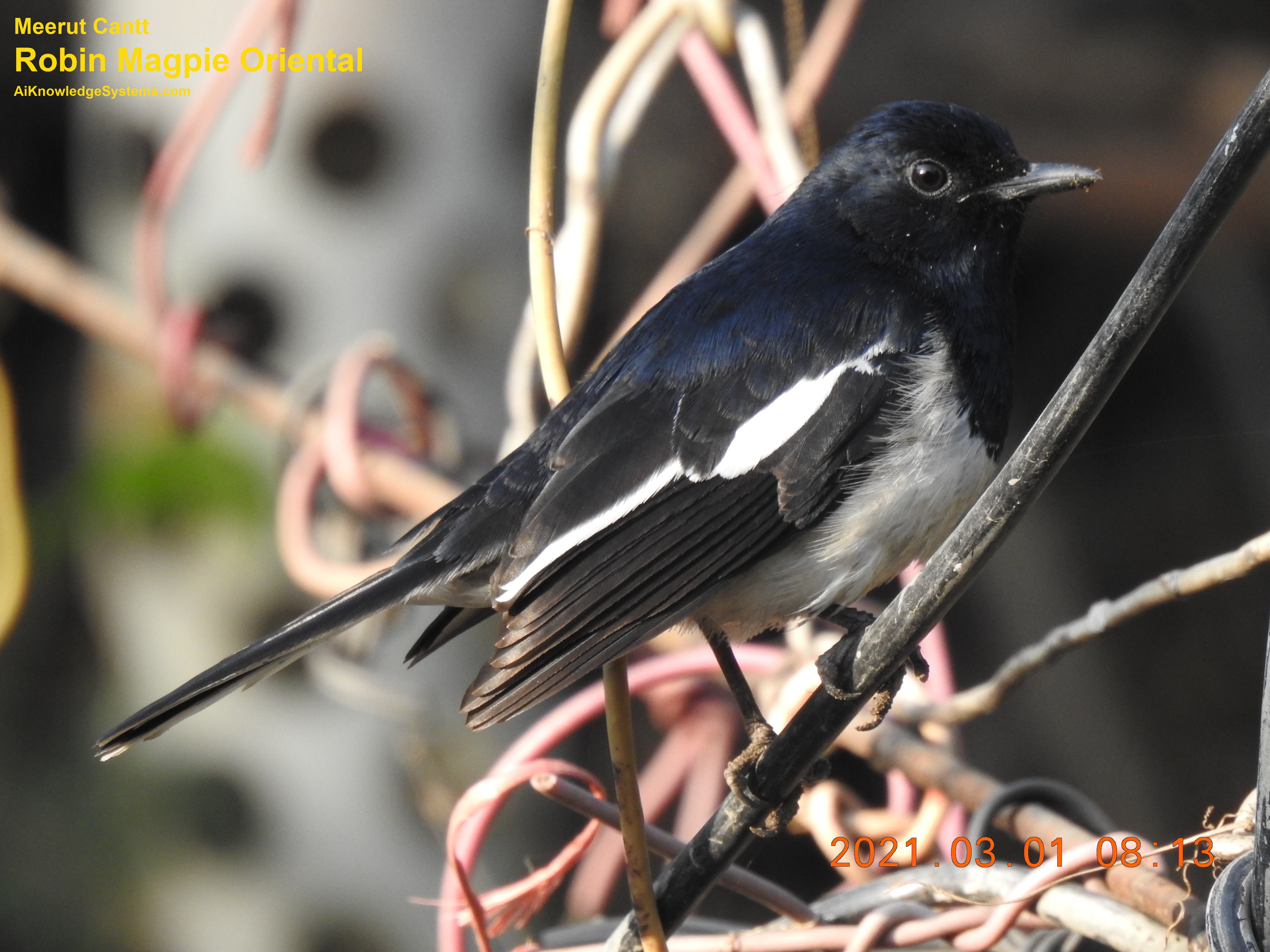 Magpie Robin (108) Coming Soon